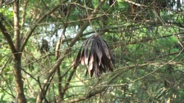 Leucaena löcocephala (jumbay, river tamarind, subabul, beyaz popinac, beyaz lucotree, Mimosa lökophala, Mimosa glauca Koenig) yaprakları veya Çin petai, kemlandingan ve lamtoro olarak da adlandırılabilir..