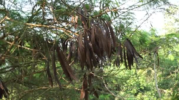 Leucaena Leucocephala Jumbay Tamarindo Rio Subabul Popinac Branco Leadtree Branco — Vídeo de Stock