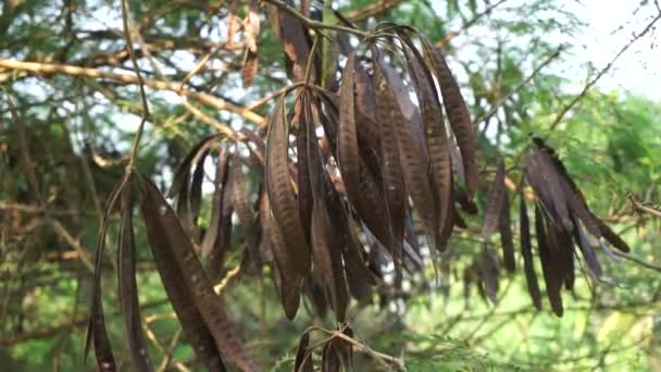 Leucaena Leucocephala Jumbay Tamarindo Rio Subabul Popinac Branco Leadtree Branco — Vídeo de Stock