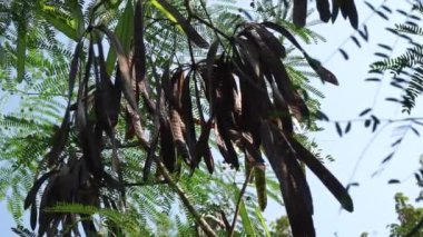 Leucaena löcocephala (jumbay, river tamarind, subabul, beyaz popinac, beyaz lucotree, Mimosa lökophala, Mimosa glauca Koenig) yaprakları veya Çin petai, kemlandingan ve lamtoro olarak da adlandırılabilir..