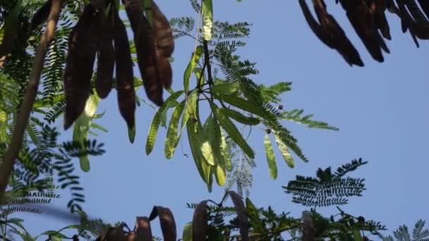 Leucaena Leucocephala Jumbay Tamarindo Río Subabul Popinac Blanco Árbol Plomo — Vídeos de Stock