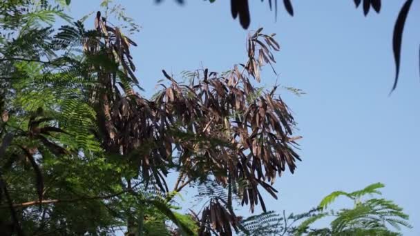 Leucaena Leucocephala Jumbay Tamarindo Río Subabul Popinac Blanco Árbol Plomo — Vídeos de Stock