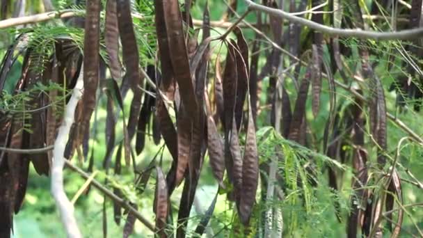 Leucaena Leucocephala Jumbay River Tamarind Subabul Vit Popinak Vit Leadtree — Stockvideo
