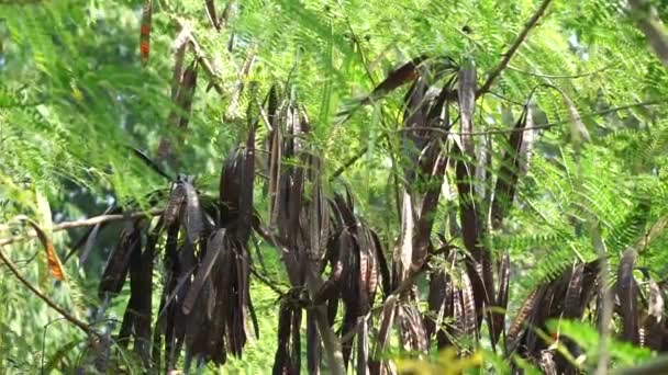 Leucaena Leucocephala Jumbay Tamarindo Río Subabul Popinac Blanco Árbol Plomo — Vídeos de Stock