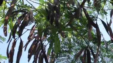 Leucaena löcocephala (jumbay, river tamarind, subabul, beyaz popinac, beyaz lucotree, Mimosa lökophala, Mimosa glauca Koenig) yaprakları veya Çin petai, kemlandingan ve lamtoro olarak da adlandırılabilir..