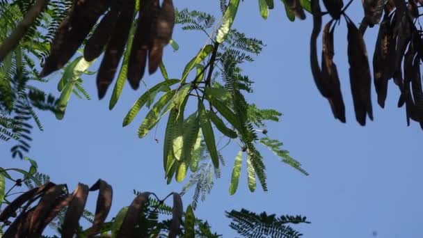 Leucaena Leucocephala Jumbay River Tamarind Subabul White Popinac White Leadtree — Stock Video