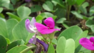 Sahildeki ay çiçeğinin doğal bir geçmişi var.