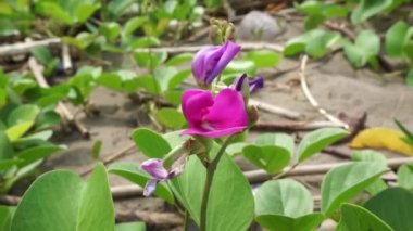 Sahildeki ay çiçeğinin doğal bir geçmişi var.