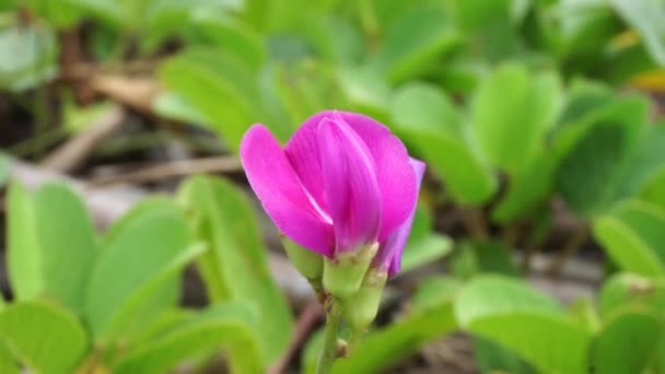 Beach Månblomma Med Naturlig Bakgrund — Stockvideo