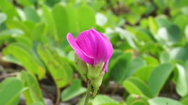 Praia Moonflower Com Fundo Natural — Vídeo de Stock