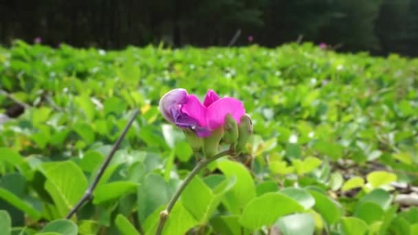 Beach Moonflower Dengan Latar Belakang Alami — Stok Video