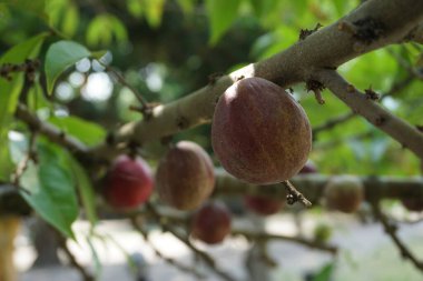 Phaleria makrocarpa (Mahkota Dewa, simalakama, Makuto Rojo, Makuto Ratu, Obat Dewa, Pau, Crown of God, Boh Anggota Dewan, Simalakama olarak da bilinir). Endonezya 'dan gelen ve bitkisel ilaç olarak kullanılan meyve.