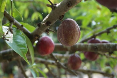 Phaleria makrocarpa (Mahkota Dewa, simalakama, Makuto Rojo, Makuto Ratu, Obat Dewa, Pau, Crown of God, Boh Anggota Dewan, Simalakama olarak da bilinir). Endonezya 'dan gelen ve bitkisel ilaç olarak kullanılan meyve.
