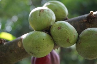 Phaleria makrocarpa (Mahkota Dewa, simalakama, Makuto Rojo, Makuto Ratu, Obat Dewa, Pau, Crown of God, Boh Anggota Dewan, Simalakama olarak da bilinir). Endonezya 'dan gelen ve bitkisel ilaç olarak kullanılan meyve.