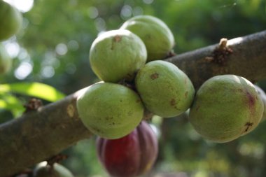 Phaleria makrocarpa (Mahkota Dewa, simalakama, Makuto Rojo, Makuto Ratu, Obat Dewa, Pau, Crown of God, Boh Anggota Dewan, Simalakama olarak da bilinir). Endonezya 'dan gelen ve bitkisel ilaç olarak kullanılan meyve.