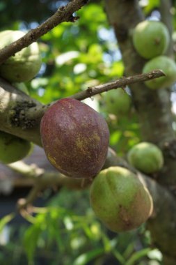 Phaleria makrocarpa (Mahkota Dewa, simalakama, Makuto Rojo, Makuto Ratu, Obat Dewa, Pau, Crown of God, Boh Anggota Dewan, Simalakama olarak da bilinir). Endonezya 'dan gelen ve bitkisel ilaç olarak kullanılan meyve.