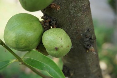 Phaleria makrocarpa (Mahkota Dewa, simalakama, Makuto Rojo, Makuto Ratu, Obat Dewa, Pau, Crown of God, Boh Anggota Dewan, Simalakama olarak da bilinir). Endonezya 'dan gelen ve bitkisel ilaç olarak kullanılan meyve.