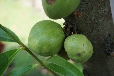 Phaleria makrocarpa (Mahkota Dewa, simalakama, Makuto Rojo, Makuto Ratu, Obat Dewa, Pau, Crown of God, Boh Anggota Dewan, Simalakama olarak da bilinir). Endonezya 'dan gelen ve bitkisel ilaç olarak kullanılan meyve.