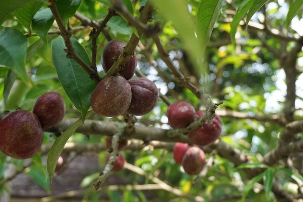 Phaleria Macrocarpa Also Called Mahkota Dewa Simalakama Makuto Rojo Makuto — Stock Photo, Image