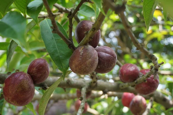 Phaleria Macrocarpa Also Called Mahkota Dewa Simalakama Makuto Rojo Makuto — Stock Photo, Image