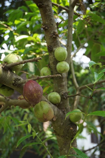 Phaleria Macrocarpa También Llamada Mahkota Dewa Simalakama Makuto Rojo Makuto —  Fotos de Stock