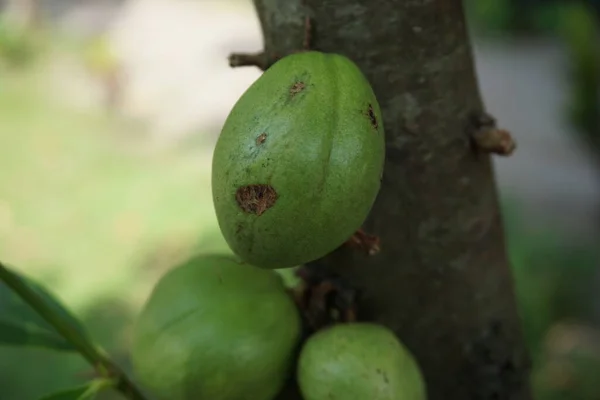 Phaleria Macrocarpa Ονομάζεται Επίσης Mahkota Dewa Simalakama Makuto Rojo Makuto — Φωτογραφία Αρχείου