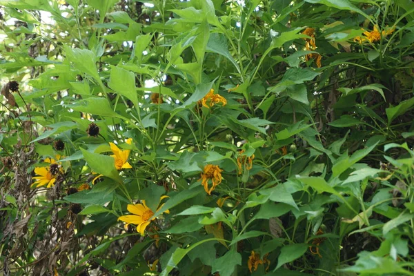 Girassol Mexicano Tithonia Diversifolia Com Fundo Natural Além Disso Use — Fotografia de Stock
