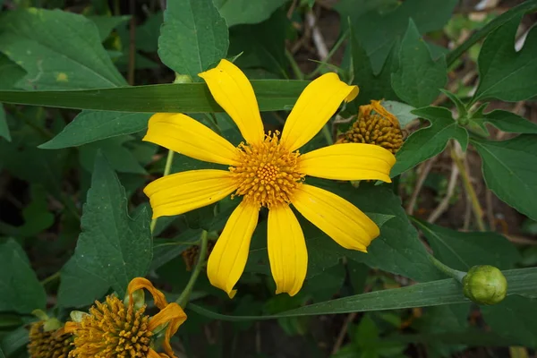 Mexikanische Sonnenblume Tithonia Diversifolia Mit Natürlichem Hintergrund Auch Verwendung Als — Stockfoto