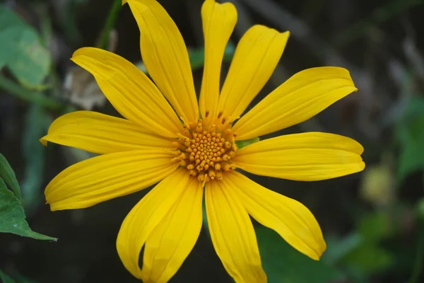 Mexikanische Sonnenblume Tithonia Diversifolia Mit Natürlichem Hintergrund Auch Verwendung Als — Stockfoto