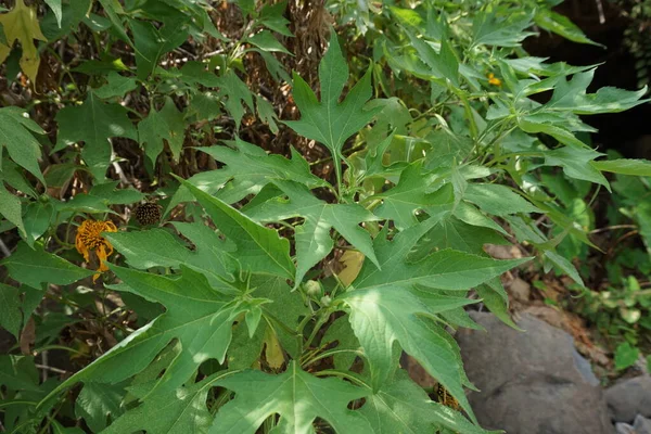 Meksykański Słonecznik Tithonia Diversifolia Naturalnym Tłem Również Stosować Jako Lek — Zdjęcie stockowe