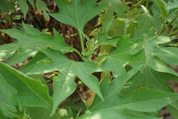 Meksykański Słonecznik Tithonia Diversifolia Naturalnym Tłem Również Stosować Jako Lek — Zdjęcie stockowe