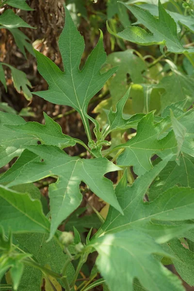 Μεξικάνικο Ηλιοτρόπιο Tithonia Diversifolia Φυσικό Υπόβαθρο Επίσης Χρήση Φυτικό Φάρμακο — Φωτογραφία Αρχείου