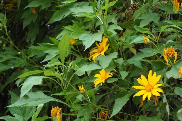 Mexikanische Sonnenblume Tithonia Diversifolia Mit Natürlichem Hintergrund Auch Verwendung Als — Stockfoto