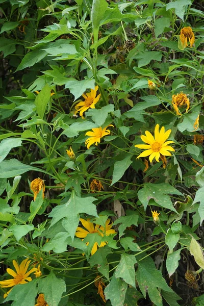 Mexikanische Sonnenblume Tithonia Diversifolia Mit Natürlichem Hintergrund Auch Verwendung Als — Stockfoto