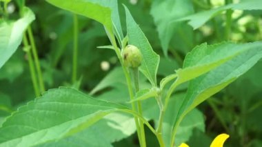 Doğal bir geçmişi olan Meksika ayçiçeği (Tithonia diversifolia). Ayrıca, diyabet için bitkisel ilaç olarak kullanın.