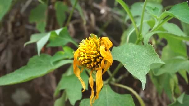 Mexicaanse Zonnebloem Tithonia Diversifolia Met Een Natuurlijke Achtergrond Ook Gebruiken — Stockvideo