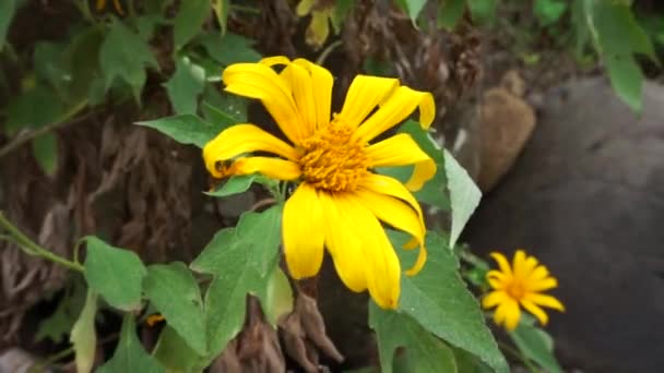 Mexicaanse Zonnebloem Tithonia Diversifolia Met Een Natuurlijke Achtergrond Ook Gebruiken — Stockvideo