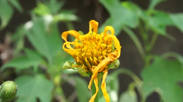 具有自然背景的墨西哥向日葵 Tithonia Πfolia 用作治疗糖尿病的草药 — 图库视频影像