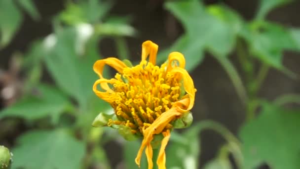 Bunga Matahari Meksiko Tithonia Diversifolia Dengan Latar Belakang Alami Juga — Stok Video
