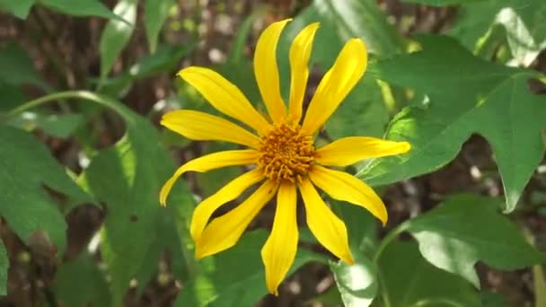 Mexicaanse Zonnebloem Tithonia Diversifolia Met Een Natuurlijke Achtergrond Ook Gebruiken — Stockvideo