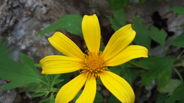 Girasol Mexicano Tithonia Diversifolia Con Fondo Natural Además Uso Como — Vídeo de stock