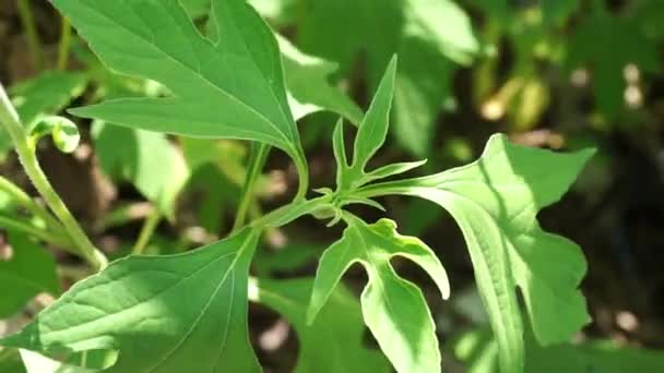 Mexikói Napraforgó Tithonia Diverifolia Természetes Háttérrel Használata Mint Gyógynövény Cukorbetegség — Stock videók
