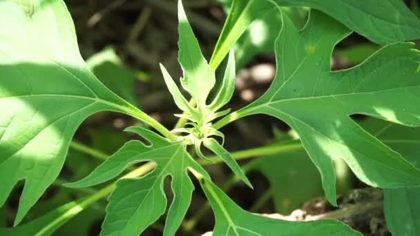 Mexická Slunečnice Tithonia Diversifolia Přírodním Pozadím Také Použití Jako Bylinný — Stock video