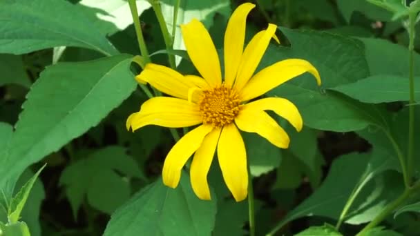 Mexicaanse Zonnebloem Tithonia Diversifolia Met Een Natuurlijke Achtergrond Ook Gebruiken — Stockvideo