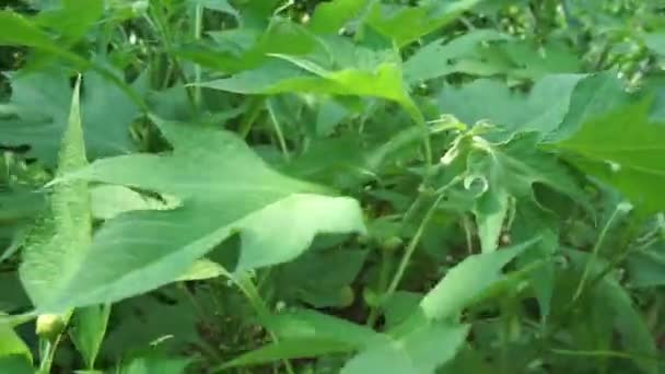 Bunga Matahari Meksiko Tithonia Diversifolia Dengan Latar Belakang Alami Juga — Stok Video