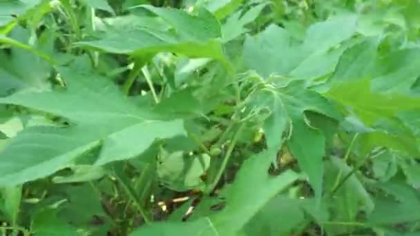 Bunga Matahari Meksiko Tithonia Diversifolia Dengan Latar Belakang Alami Juga — Stok Video