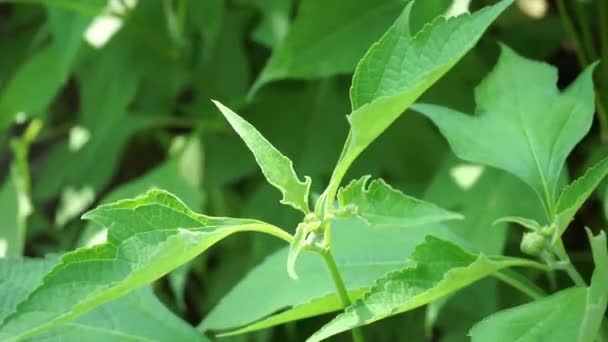 Mexicaanse Zonnebloem Tithonia Diversifolia Met Een Natuurlijke Achtergrond Ook Gebruiken — Stockvideo