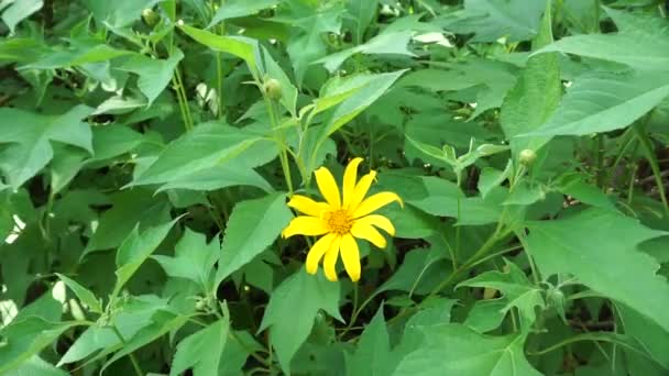 Bunga Matahari Meksiko Tithonia Diversifolia Dengan Latar Belakang Alami Juga — Stok Video