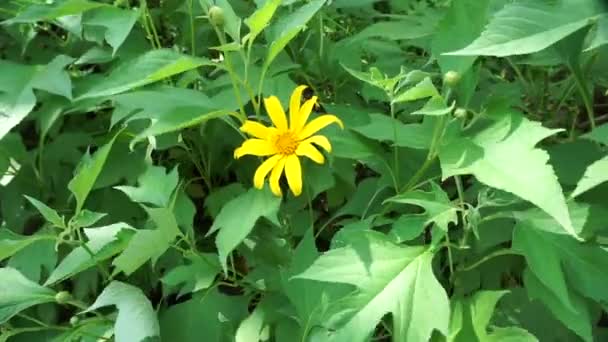 Mexicaanse Zonnebloem Tithonia Diversifolia Met Een Natuurlijke Achtergrond Ook Gebruiken — Stockvideo