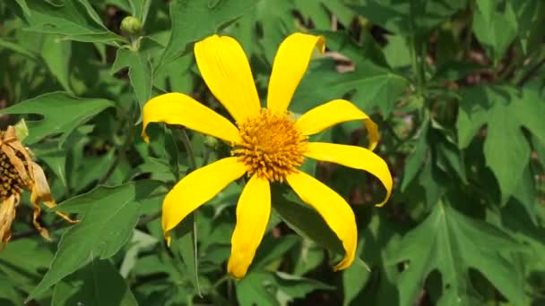 Bunga Matahari Meksiko Tithonia Diversifolia Dengan Latar Belakang Alami Juga — Stok Video